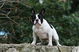 BOULEDOGUE FRANCAIS 1143